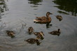ducks