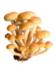 armillaria - Honey fungus