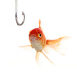 Undecided Fish