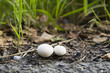 2 weiße Pilze