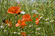 Klatschmohn