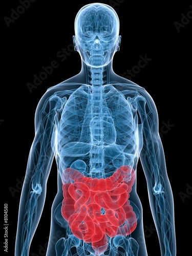anatomie mit darm