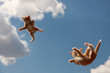 Flying kittens