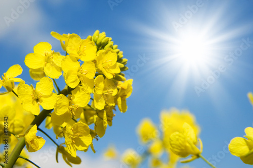 soleil et colza