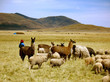 Llamas and Sheep