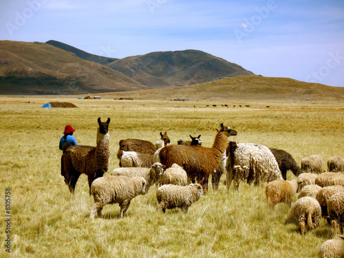 Photo: Llamas and Sheep Llamas and Sheep