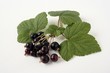 ribes x nidigrolaria ribes x nidigrolaria