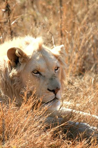 Photo: White Lion White Lion