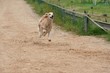 Windhund