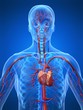 cardiovaskuläres system cardiovaskuläres system