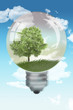 arbre ampoule