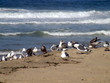 California beach.