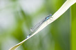 Libellule