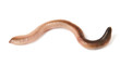 Earthworm Isolated on White Earthworm Isolated on White