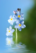 Forget me not Forget me not