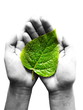 Foto : green leaf at female hands green leaf at female hands