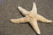A starfish on a sandy beach