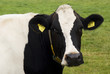 Portrait of a dutch cow. Portrait of a dutch cow.