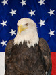 American Bald Eagle