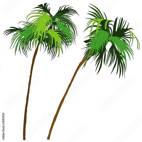 palm-tree illustration