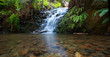 Waterfall in redwood forest