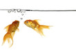 waterline and gold fish