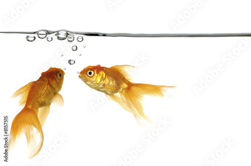 waterline and gold fish
