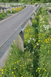 country lane