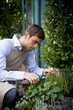 Male florist or gardener pruning shrubs