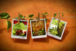 Pictures with vine pinned on clothesline