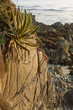 Monterey Bay Marine Sanctuary Monterey CA-5488-5-10-08