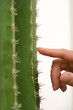 Man touching cactus needles, close-up