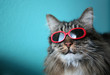 Cool Cat #3