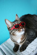 Cool Cat #1