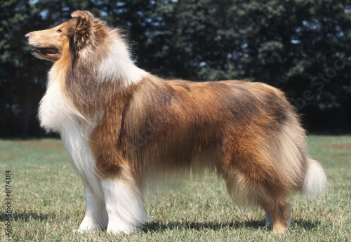 Photo: chien Colley standard chien Colley standard