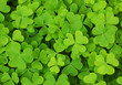 irish shamrock clover background