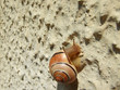 escargot