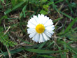 paquerette