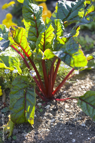 Photo: Swiss chard in garden Swiss chard in garden