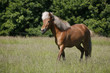 Nice brown mare in a Danish meadow.