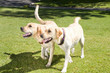 Two labradors on grass