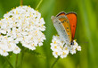 Butterfly Lycaena dispar rutila on a white flower