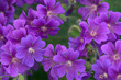 Tuberous Cranesbill