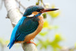 Photo en ligne au meilleur prix kingfisher