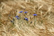 Kornblumen