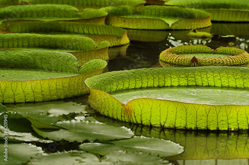 Victoria Regia