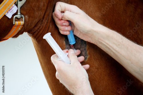 Foto: Blutabnahme beim Pferd Blutabnahme beim Pferd