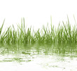 Gras