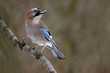 Eurasian Jay