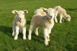 Spring Lambs Spring Lambs
